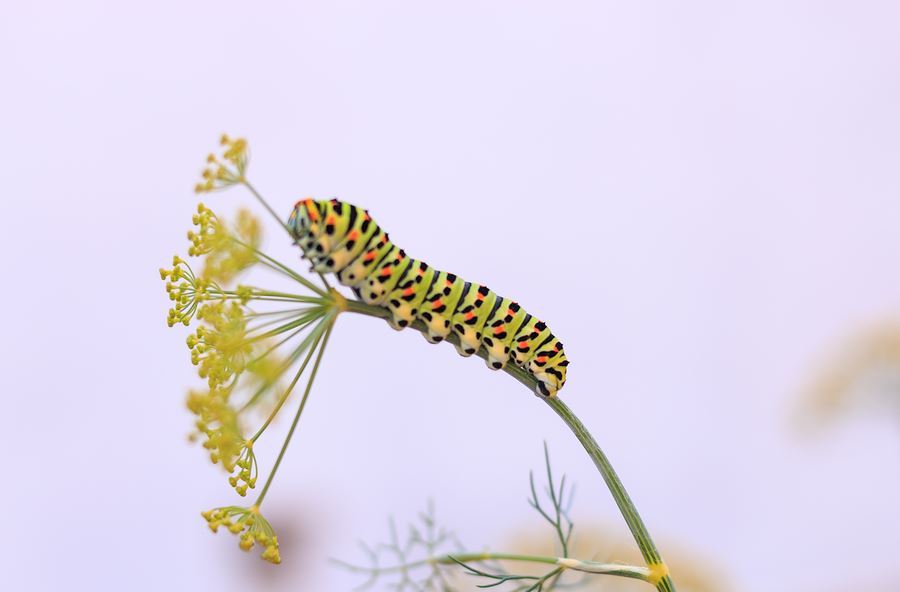 Catterpillar 