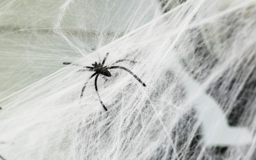 pest control spiders